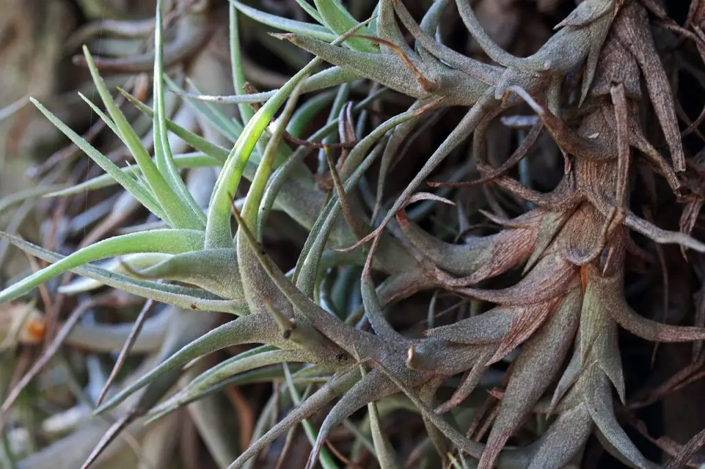 tillandsia, leaves, plant-6398792.jpg