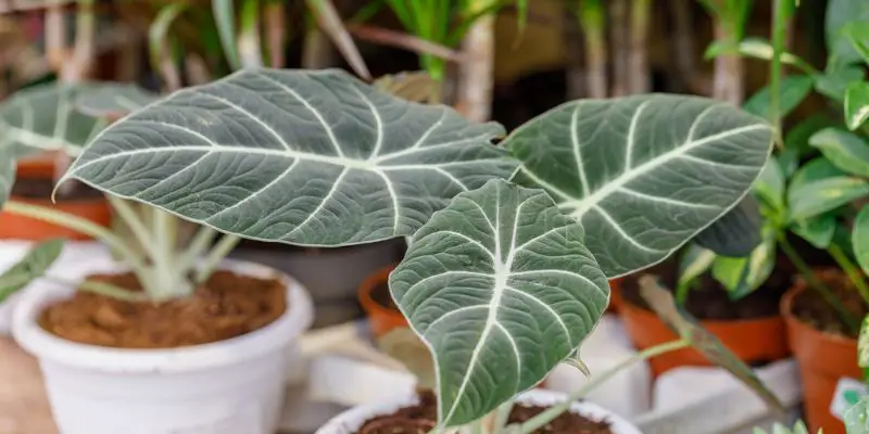 How to Grow and Care for Alocasia Black Velvet