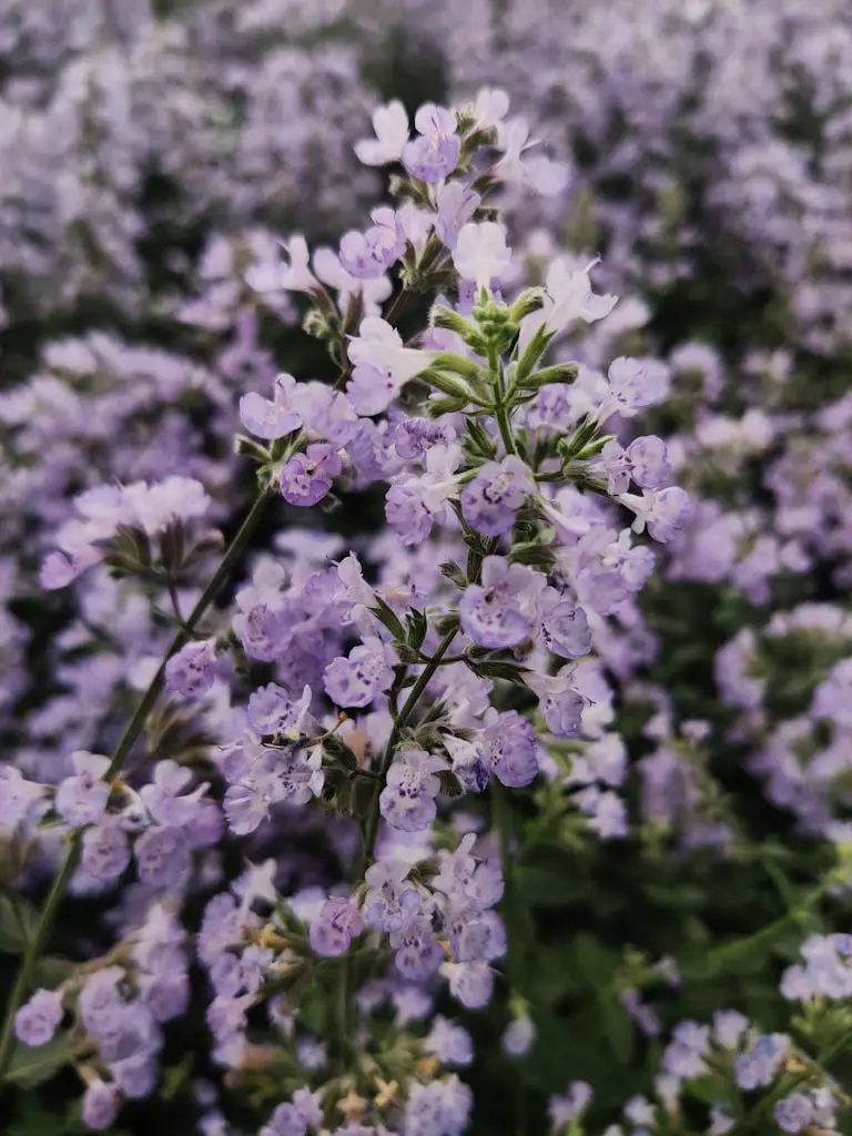 A Branch of Catnip Flowers