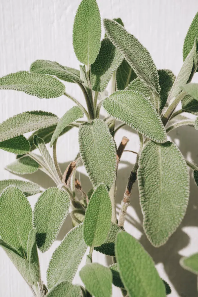 A plant with green leaves and white background