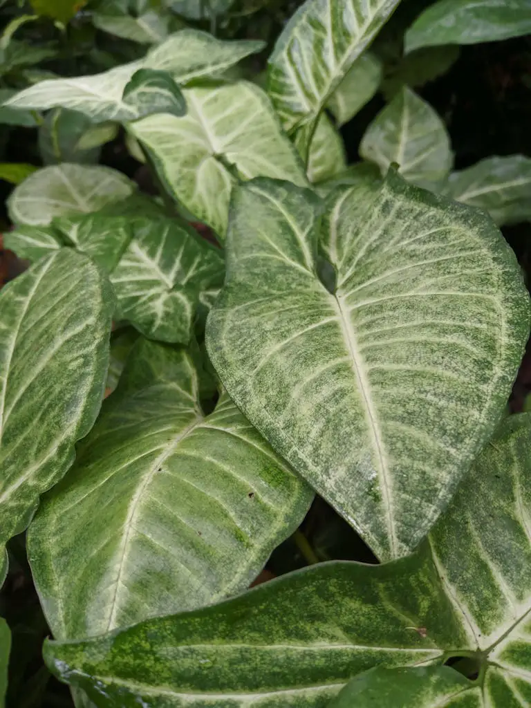 Arrowhead Plant in Close-up Photography