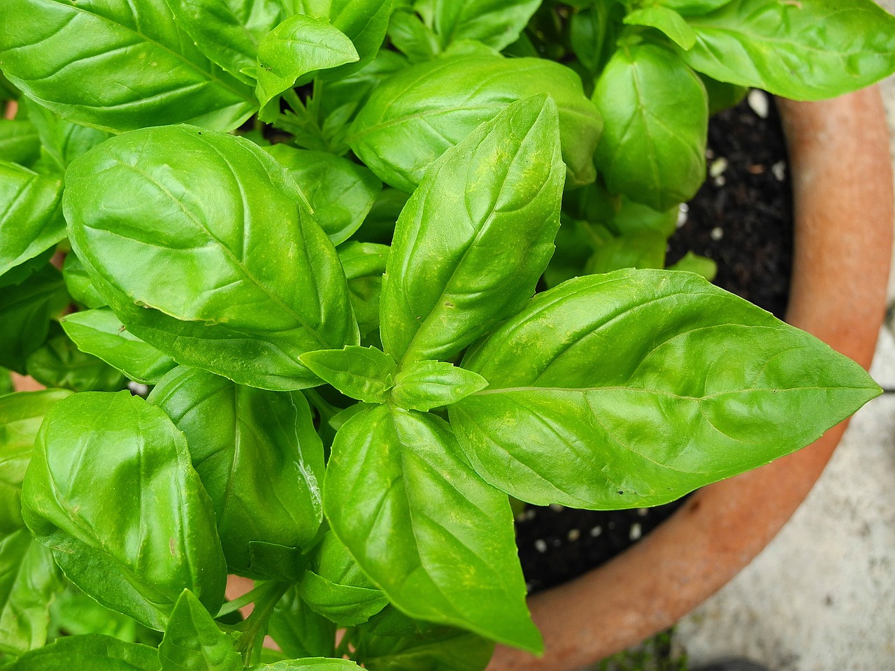 basil, herb, spice-2395060.jpg