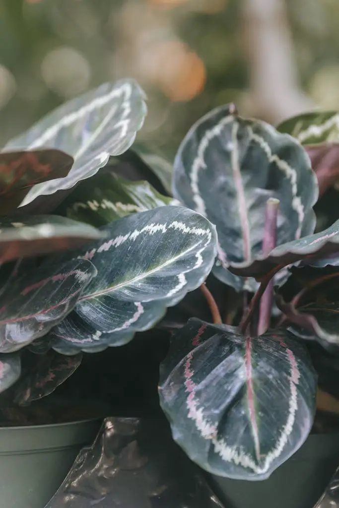 Calathea with lush white and green foliage growing in pot in light house on blurred background