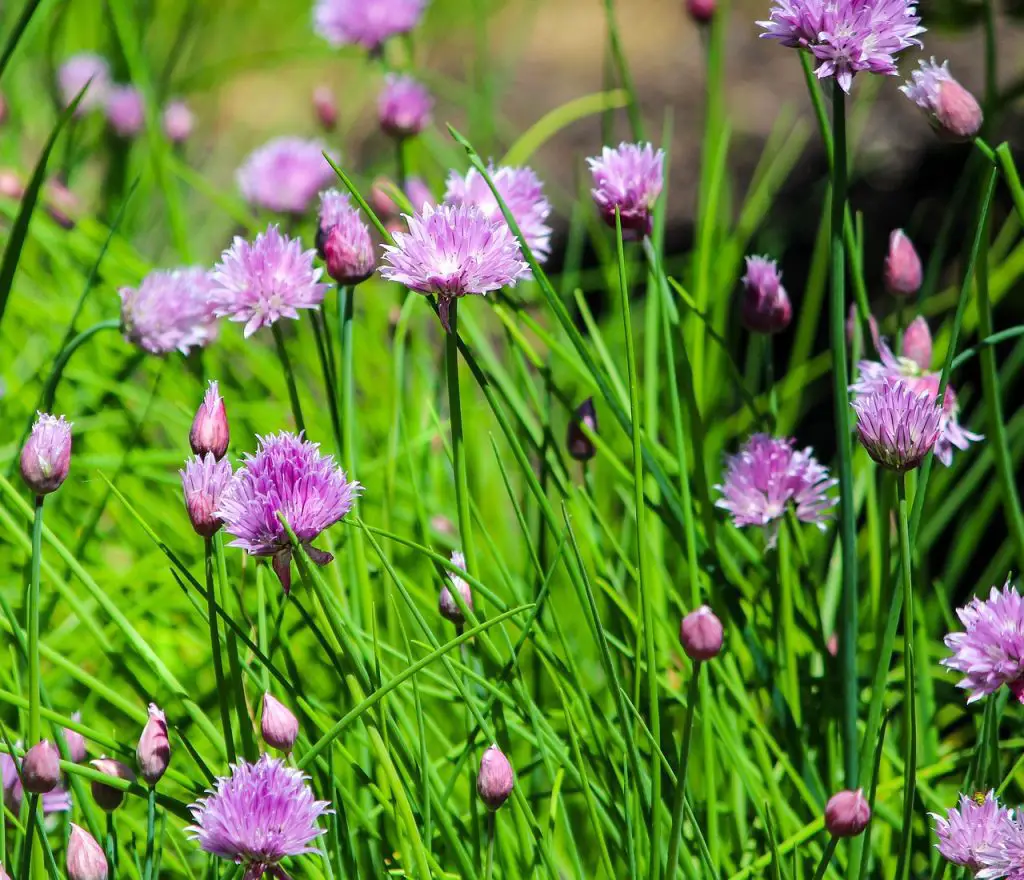 How to Grow and Care for Chives (Allium schoenoprasum) - Plants Discover