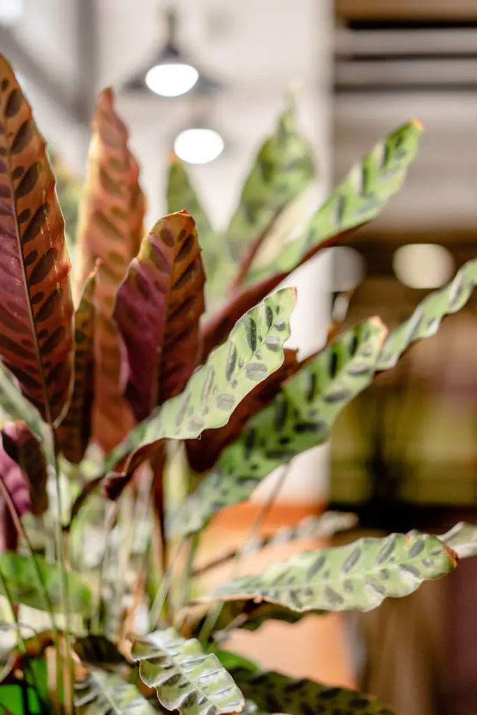 Close-up of a Rattlesnake plant