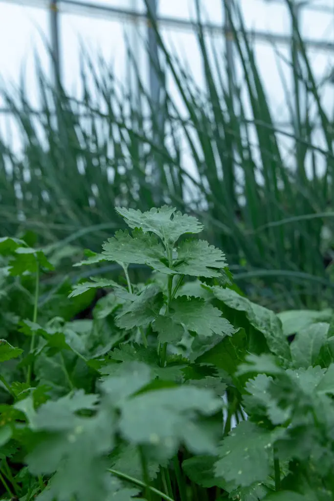 Close-Up Shot of a Green Plant