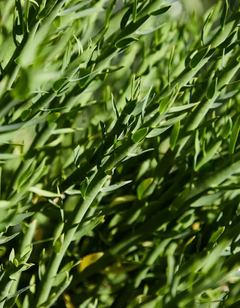 Closeup of bright green plant of Tarragon with small leaves growing in field