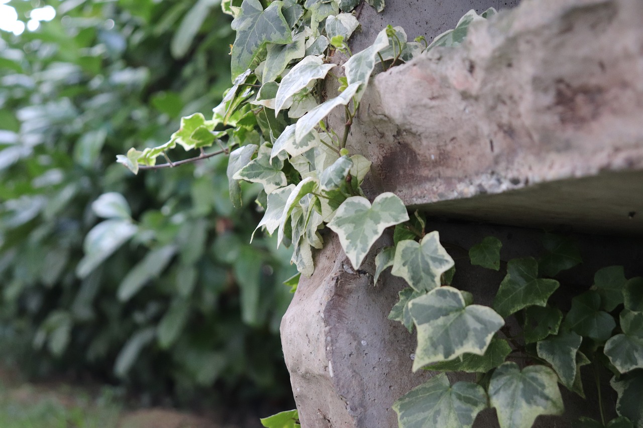 common ivy, ivy, ivy plant-5002946.jpg