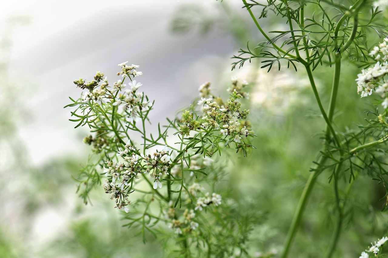 coriander, herb, seasoning-2453218.jpg