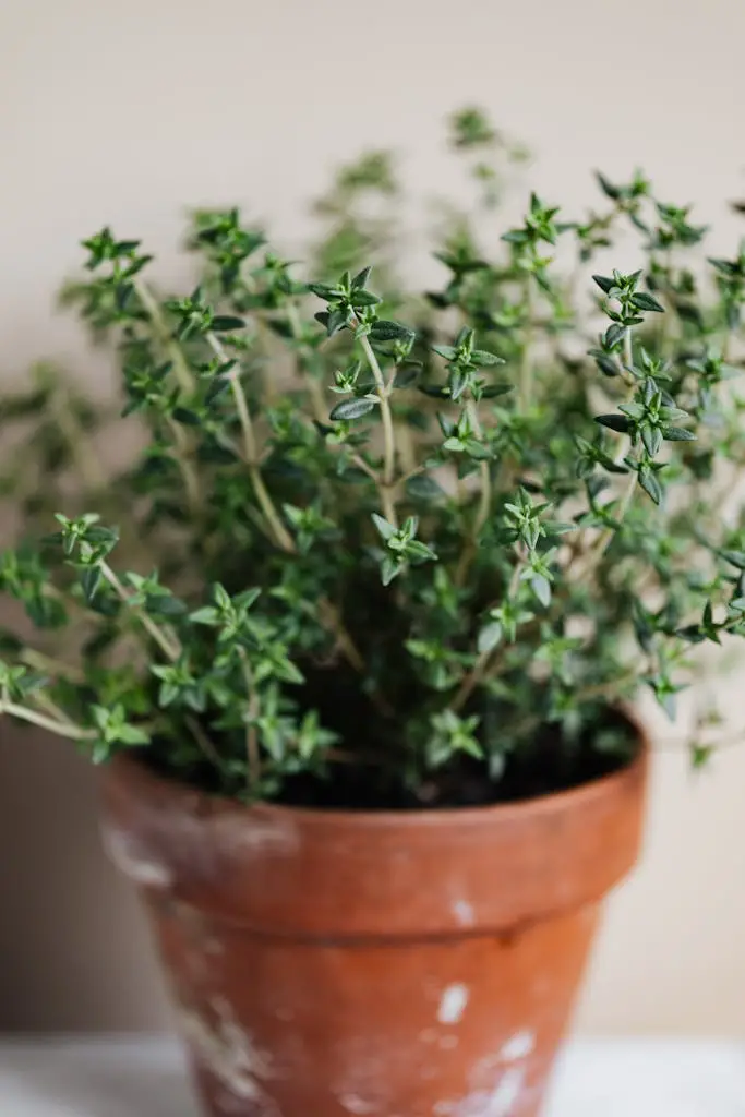 Delicate green leaves of potted herb