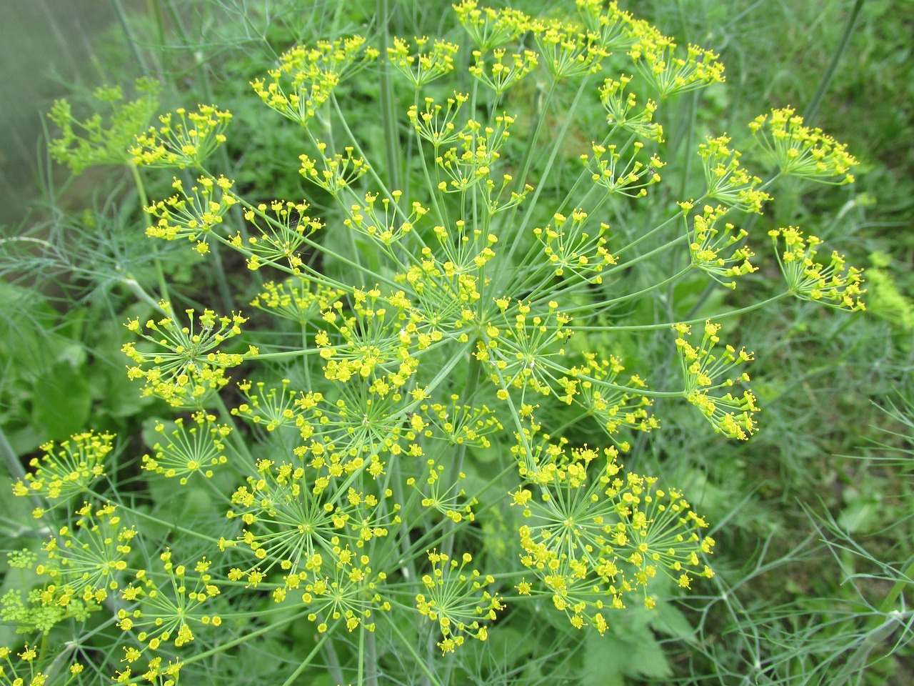 dill, green, garden-2699741.jpg