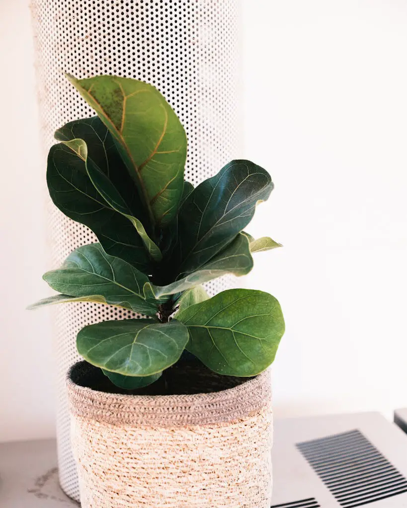 Green ficus lyrata on table