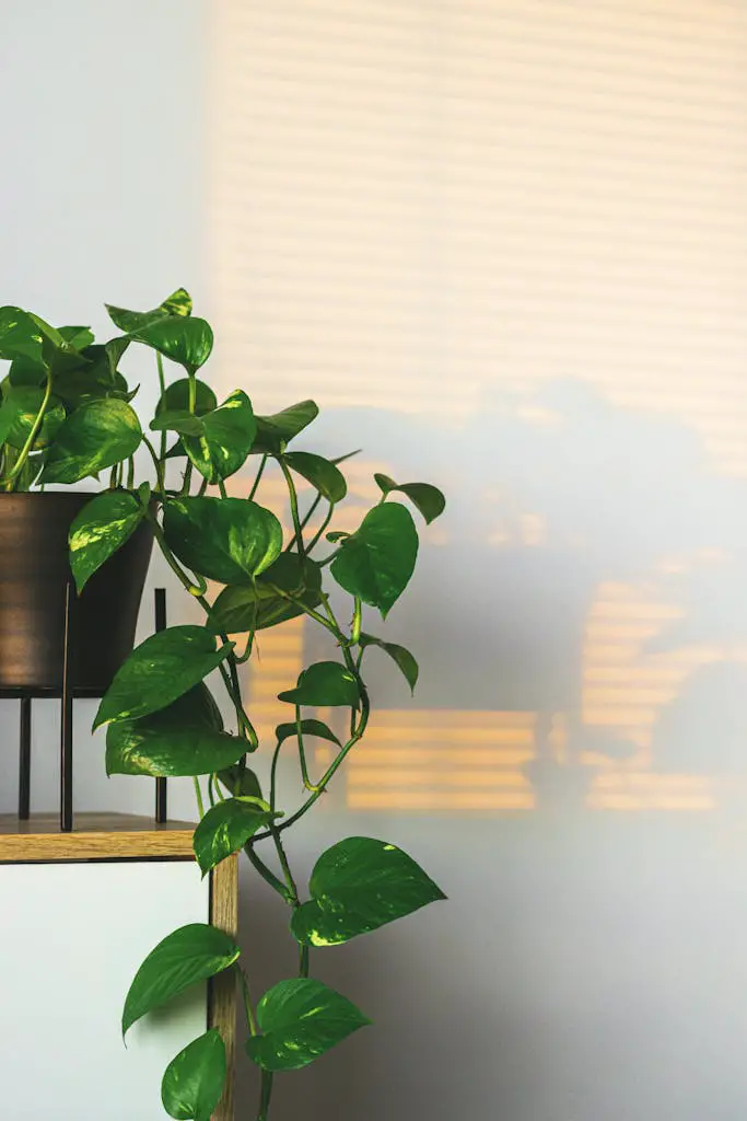 Green Plant Beside White Wall