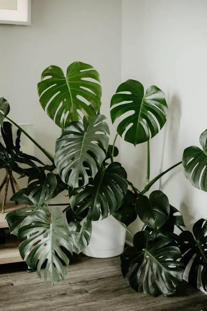 Green Plant Near White Wall