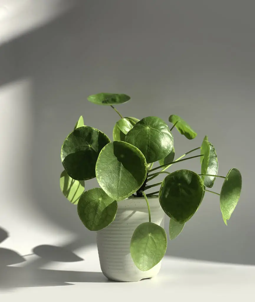 Green Plant on White Ceramic Pot