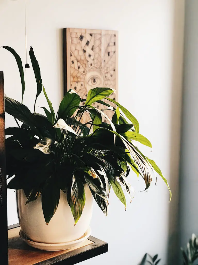 Green Plant on White Ceramic Pot