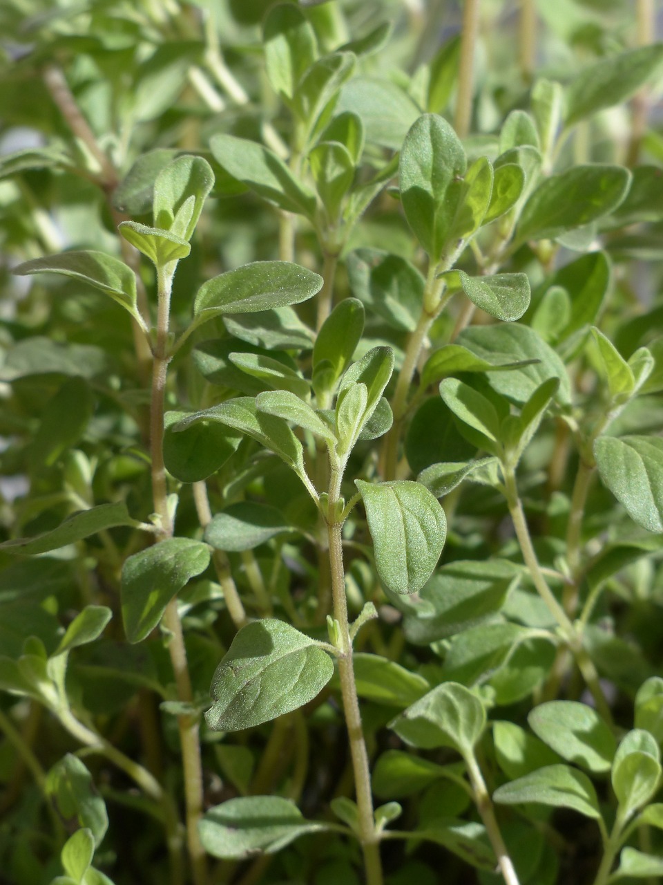 marjoram, plant, culinary herbs-115383.jpg