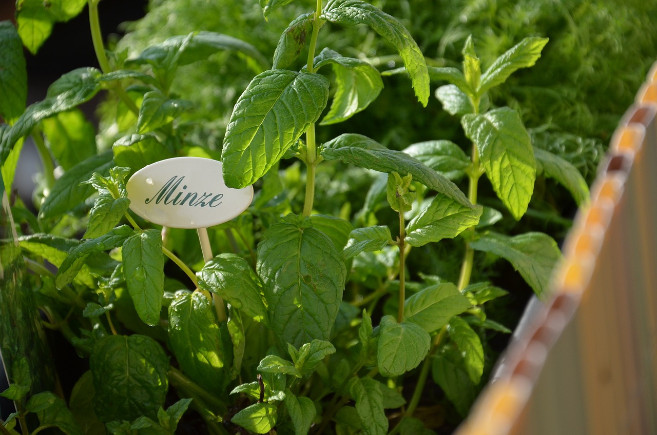 mint, herb garden, herbs-1755628.jpg