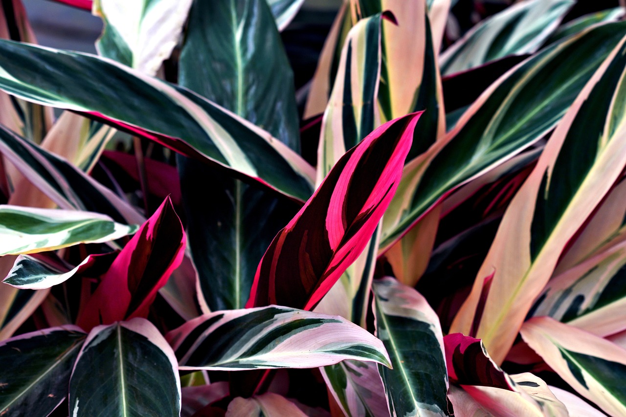 stromanthe sanguinea, leaves, plants-7301388.jpg