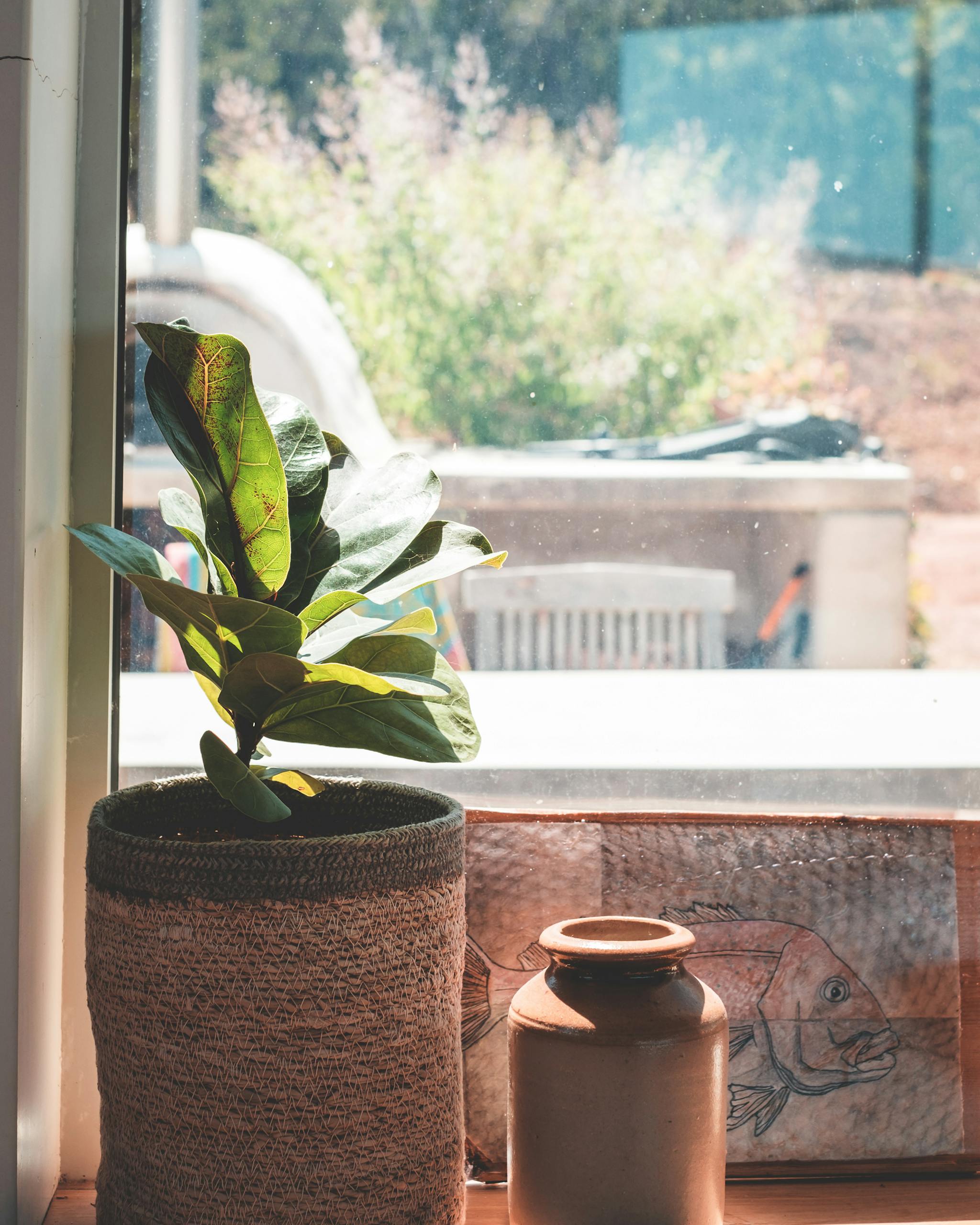 Green potted plant with fresh leaves near painting on window